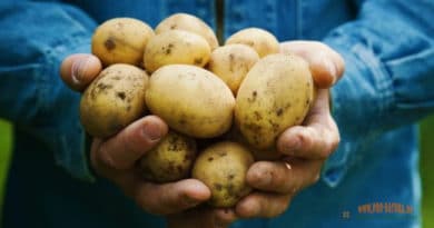 Картофель: польза, хранение, болезни, калорийность